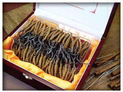 科尔沁左翼中冬虫夏草回收